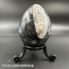 Orthoceras polished fossil egg - authentic specimen from morocco