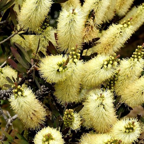 Callistemon lemon pallidus - callistemon,