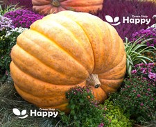 PUMPKIN ATLANTIC GIANT - 15 SEEDS - MONSTER PUMPKIN UP TO 500KG - PUMPKIN DILLS