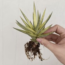 6CM Succulent Cactus Plant