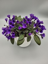 African Violet Miniature