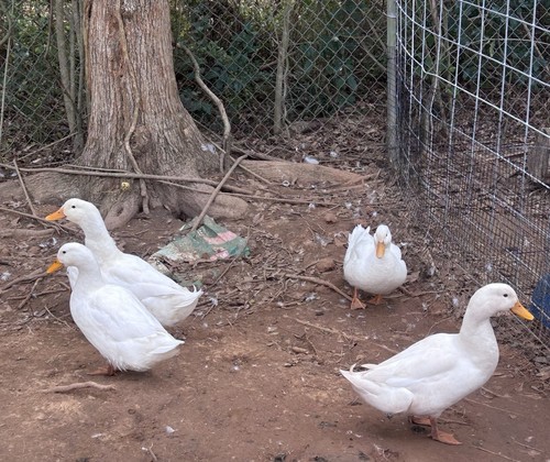 Standard pekin duck - standard,