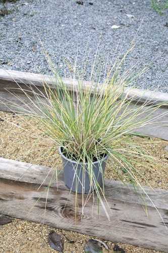 Stipa gigantea giant feather - stipa,
