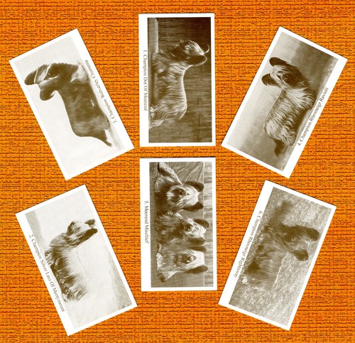 Skye terrier set - skye,