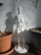 Human anatomy figure - human,