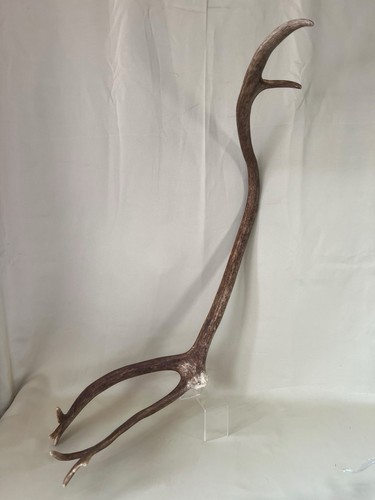 Large natural reindeer shed - large,