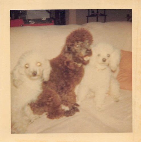 Vintage toy miniature - toy, poodles