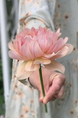 Dahlia joel favourite rare - dahlia,