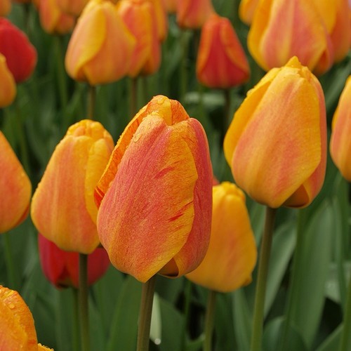 10x beauty apeldoorn tulip - 10x,