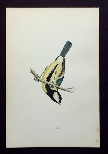 Great tit original antique - tit,,