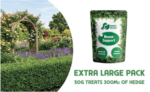 Box tree hedge rescue - tree,
