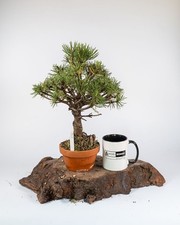 Shohin Mugo Pine Bonsai Tree |