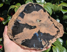 Petrified wood fossil TRIPLE
