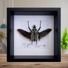 Framed Goliath Flower Beetle