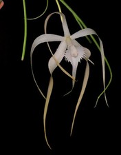 Cattleya Brassavola Cucullata
