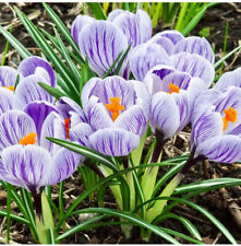 50 STRIPED CROCUS King Of