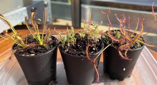 Carnivorous sundew bundle - carnivorous,