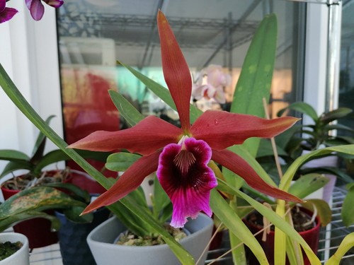 Cattleya tenebrosa species - cattleya,