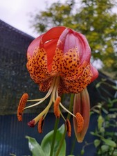 Lilium Pardalinum  Large FS bulbs