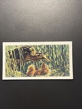 Brooke Bond British Birds Frances Pitt Cream Back #20