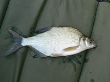 CMCS Dead baits - Skimmer