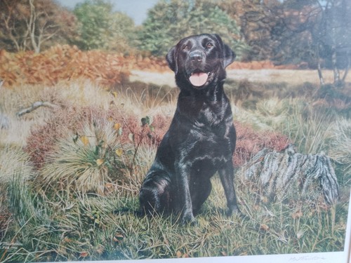 Black labrador martin - labrador, by