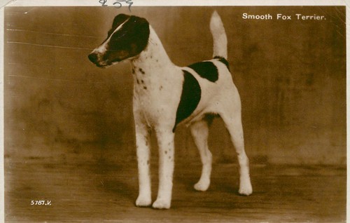 Smooth fox terrier postcard - fox,