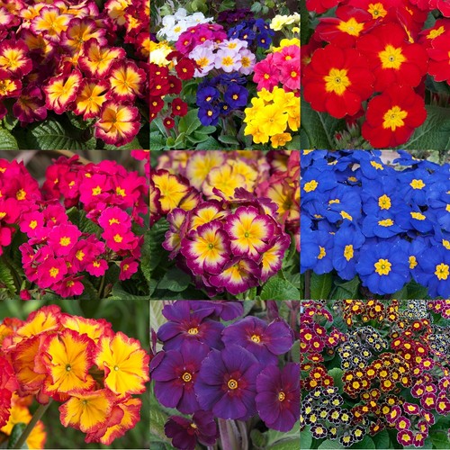 Primula polyanthus multiple - polyanthus,
