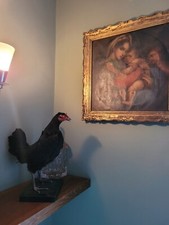 Rare breeds domestic - , chicken