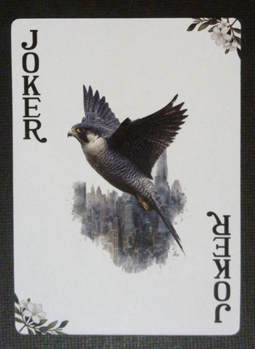 Bird themed playing - bird,