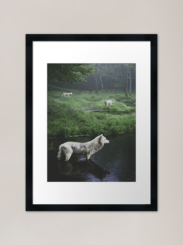 Lake wolves framed - wolves,