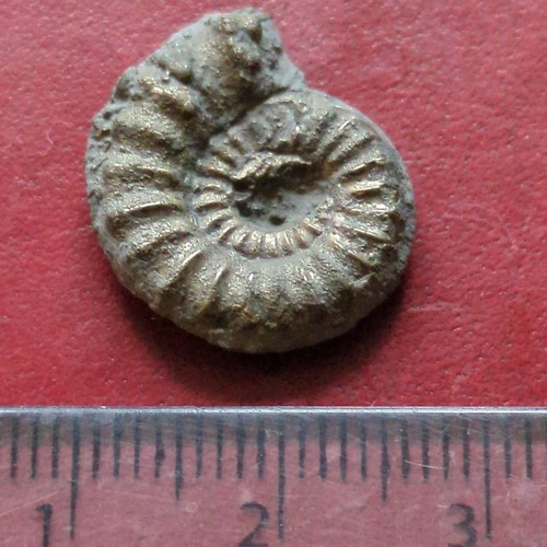 Fossil ammonite golden - ammonite,,