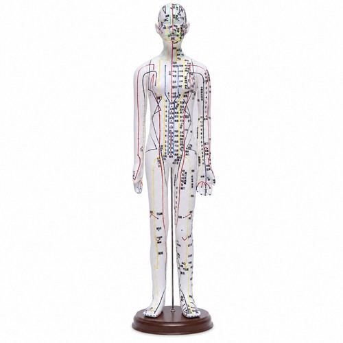 Human acupuncture model clear - acupuncture,