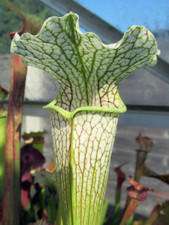 Sarracenia x Areolata x Leucophyla MKH121  JSH165 carnivorous plant