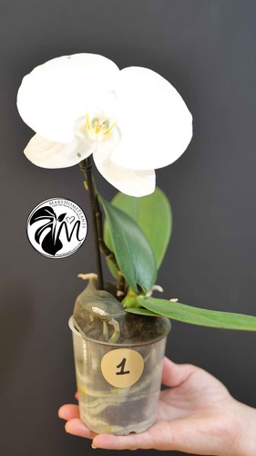Phalaenopsis singolo tosha - phalaenopsis,