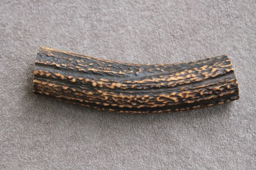 Real red deer antler section - deer,