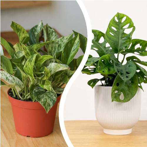 Marble queen pothos monstera - marble,