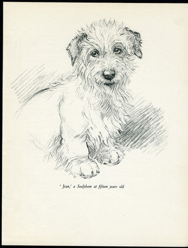 Sealyham terrier vintage 1937 - terrier,