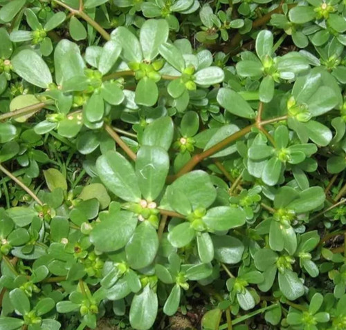 Golden purslane seeds 1000 - golden,