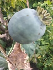 Poppy Of Troy - The Giant