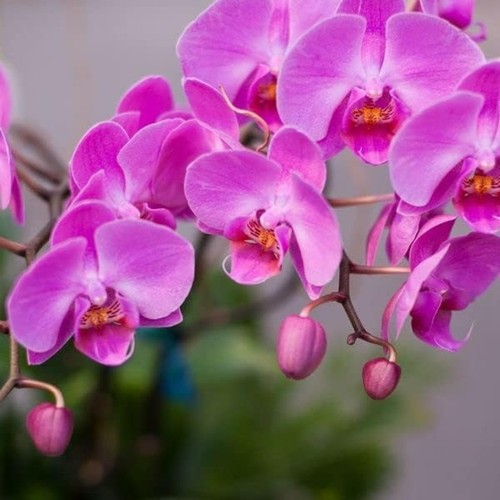 Phalaenopsis multiflora orchid - phalaenopsis,