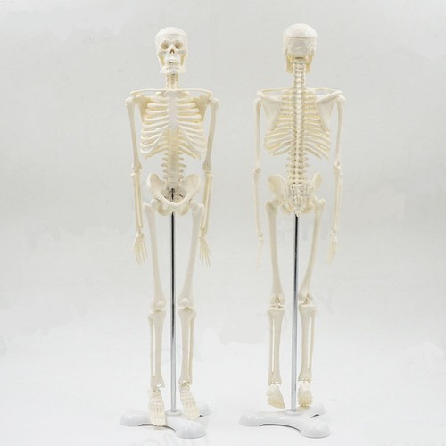 Human anatomical skeleton - human,