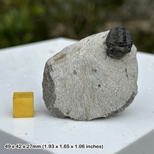 Gerastos Trilobite Fossil