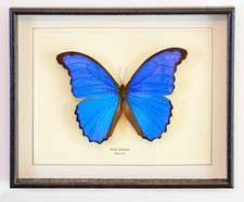 Real Blue Morpho Butterfly Hand Set- Framed In UK Beautiful GIft Taxidermy