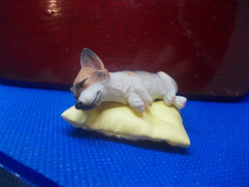 Lovely welsh corgi a - a,