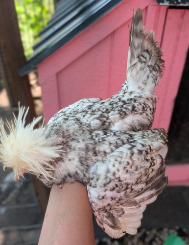 Rare mystery fertile chicken - fertile,