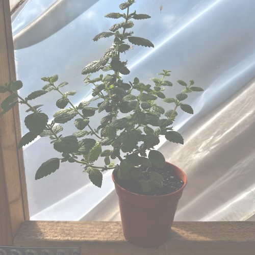 Organic home grown - x, lemon