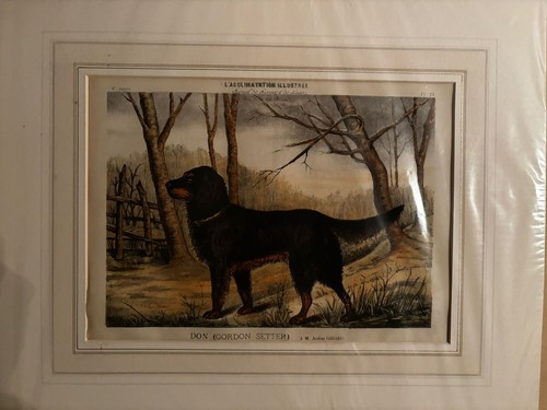 Antique 19th century gordon - antique,