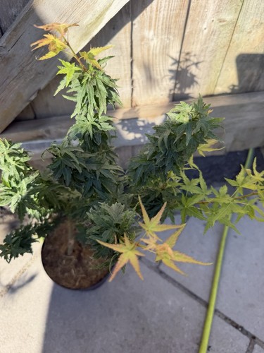 Acer palmatum koto hime - acer, rare
