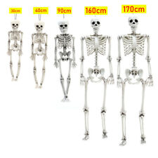 40-185cm Poseable Skeleton Full Life Size Human Skeleton Halloween Decoration